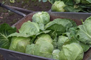 Trendovske maline izgurale kupus i stoku