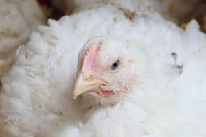 Velika piletina: Kako su antibiotici promijenili našu prehranu, ali i narušili zdravlje