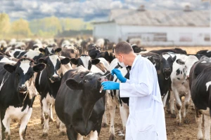 Naknada za veterinarske preglede - krenula rasprava o novom Pravilniku