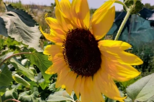 Ove sedmice temperature  će ići iznad 38°C: Kada i gdje?