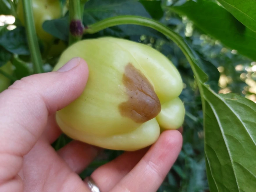 paprika