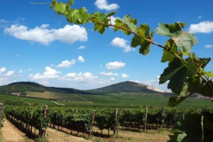 Villany - od vina do najfascinantnije evropske priče