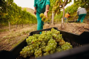 Proizvodnja vina u Francuskoj manja za 10 posto