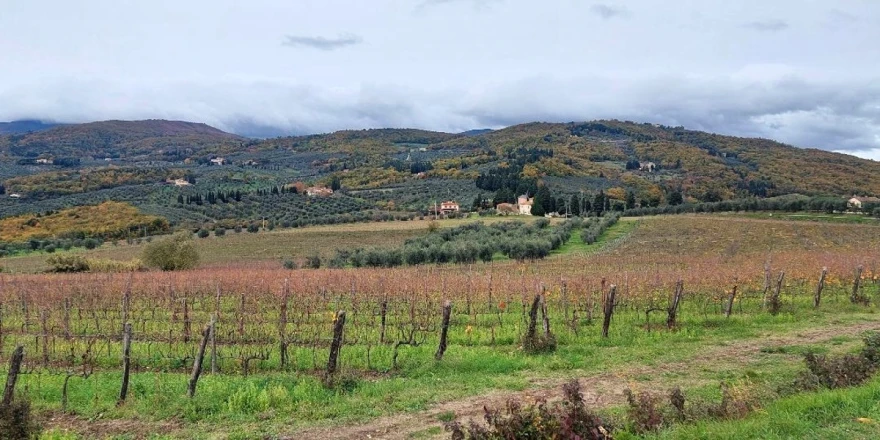 vinograd
