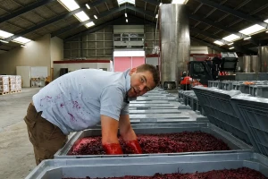 Vino od trešanja: Tri muškarca i mala ideja koja je htjela osvojiti globalno tržište