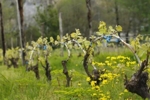Preventivna zaštita vinograda od bolesti crne pjegavosti