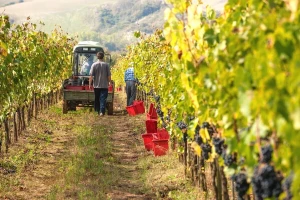 Širenje vinogradarske proizvodnje u Posavini