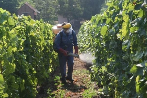 Vinogradari oprez: Siva plijesan napada stono grožđe!