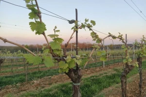 Vinovu lozu zaštitite od bolesti i štetočina i na organski način - kako?
