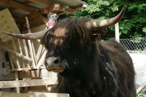 Škotska visinska goveda - nezahtjevne "žive kosilice" koje daju odlično meso