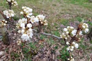 Iako vegetacija kasni, još uvijek treba biti oprezan zbog mraza