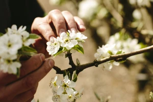 Voćari oprez: U voćnjacima registrovano prisustvo voćnog sipca