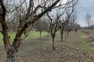 Kako njegovati podmlađena, a kako starija stabla voćki?