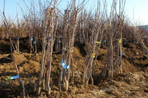 Omogućen izvoz sadnog materijala roda Malus na tržište Evropske unije