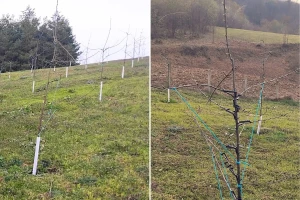 Kako formirati vretenasti žbun kod mladih šljiva i šta nikako ne raditi?