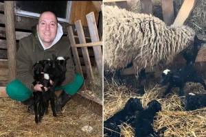 Ovca mu ojagnjila četvorke, Bokso sve zabilježilo na svom kanalu