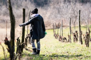 Vrijeme je za tretman vinove loze protiv crne pjegavosti: Kojim pripravcima?