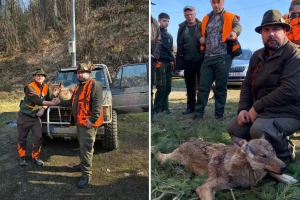 Vuk pao na Ozrenu: Precizan bio domaći lovac