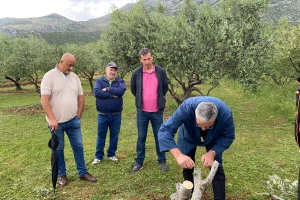 Održana radionica o navrtanju maslina, tehnikom pod koru