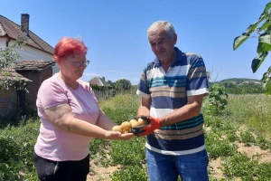 Jeste li probali krompir iz slame? Lazarevići ga gaje na poseban način