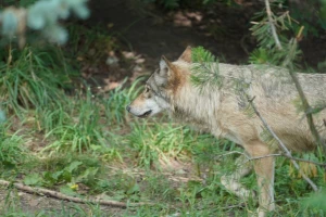 Vukovi se pridružili medvjedima - usred dana viđeni u Olovu