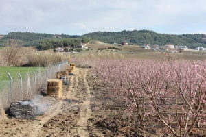 Zaštitite procvjetalo voće od snijega i niskih temperatura