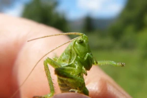 Finska pekarnica proizvela kruh od sušenih cvrčaka!