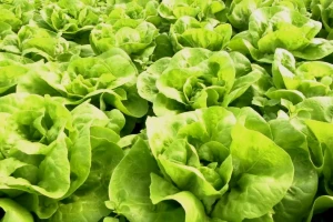 Kada je proizvodnja zelene salate isplativa?